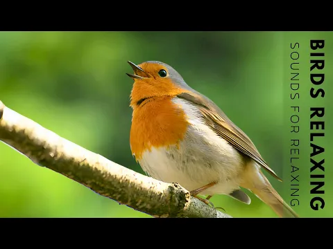 Download MP3 Birds Sounds - Birds Singing Without Music, 11 Hour Bird Sounds Relaxation, Soothing Nature Sounds