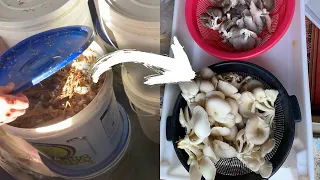 Produção Caseira de Cogumelos - Você também pode produzir! | Nô Figueiredo