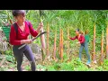 Download Lagu TIMELAPSE -- 330 Days Harvest Unique 1000+ Red Bamboo Shoots, Go to Market Sell | Tiểu Vy Single Mom
