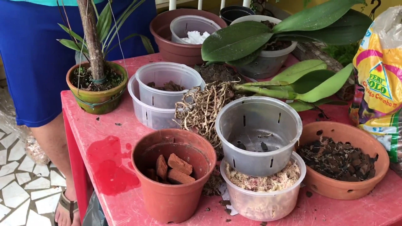 ABC DE COMO CULTIVAR ORQUÍDEAS. (TIPOS DE SUBSTRATO, VASOS E PLANTIO) (EPISÓDIO 2/12)