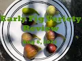 Download Lagu My Earliest Fig Varieties for 2021!