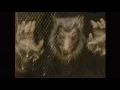 Download Lagu The Murlocs - Wolf Creep