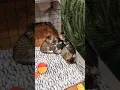 Download Lagu kitten pile in the corner #tabby #fosterkittens #babyanimals