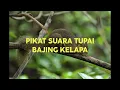 Download Lagu Suara pikat tupai super jernih//