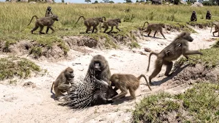 Porcupine Taught This Troop a Lesson They'll Never Forget