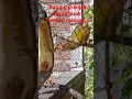 Download Lagu prenjak makan buah sampai namcap....😁//prenjak tamu/prenjak lumut