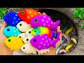 Catch Ornamental Fish in Giant Colorful Eggs, Tropical Fish, Dragon Guppy, Purple Tiger Fish, Koi
