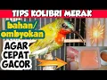 Download Lagu CARA MERAWAT KOLIBRI MERAK AGAR CEPAT GACOR