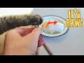 Can CATS Eat Squid and Raw Fish