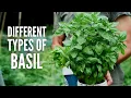 Download Lagu Soorten basilicum: 20 basilicumsoorten en hun gebruik