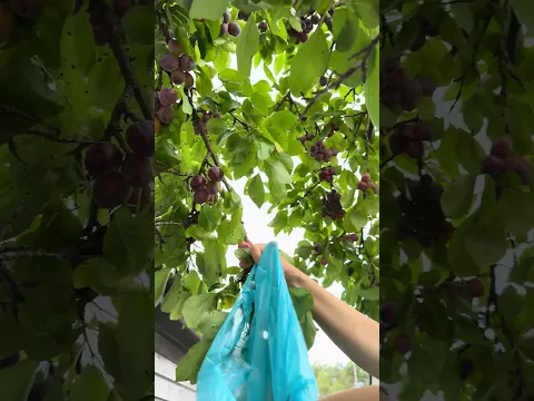 Cây mận sai trái trĩu qủa vườn dì Sương #shortvideo #plommer #garden
