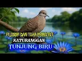 Lagu MENGUAK RAHASIA PERKUTUT KATURANGGAN TUNJUNG BIRU