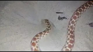 شاهد كيف حفر هذا الثعبان حفرة 