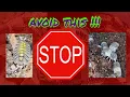 New to Isopods Avoid These 5 Common Mistakes