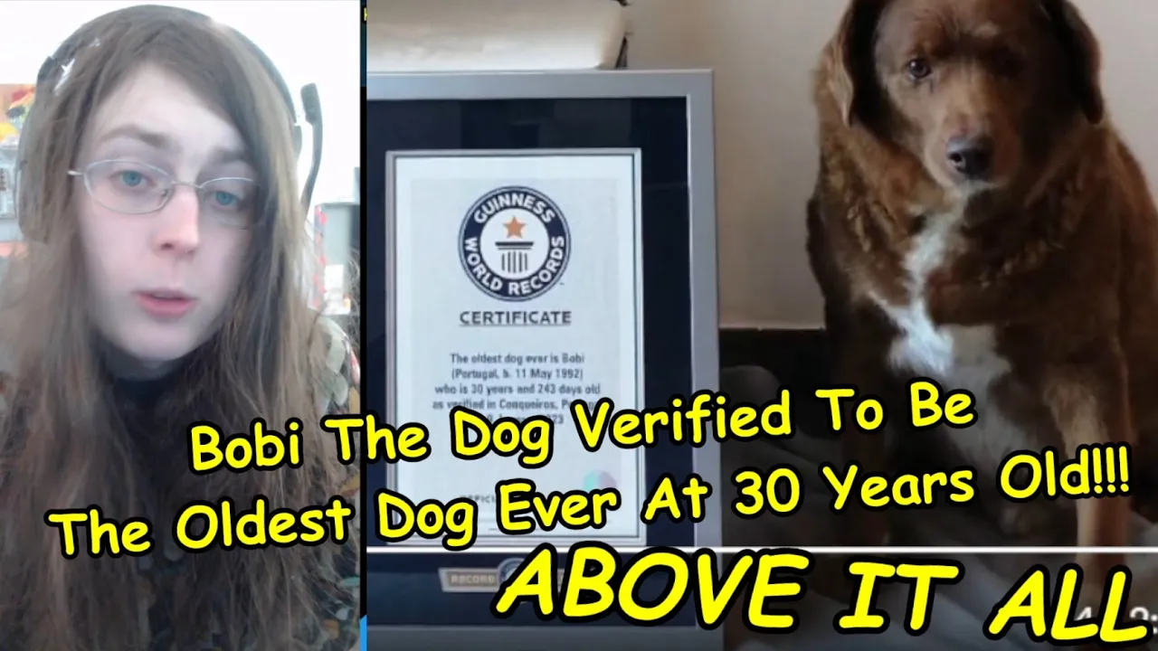 Bobi The Dog Verified To Be The Oldest Dog Ever At 30 Years Old!!!