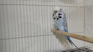 English Budgie – Texas Mutation 🔥