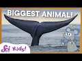 Blue Whales The Biggest Animal EVER SciShow Kids