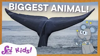 Download Blue Whales: The Biggest Animal EVER! | SciShow Kids MP3