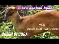Download Lagu suara anak kijang memanggil induknya ⭕ persi panjang