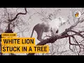 Download Lagu White Lion Stuck In A Tree 🦁