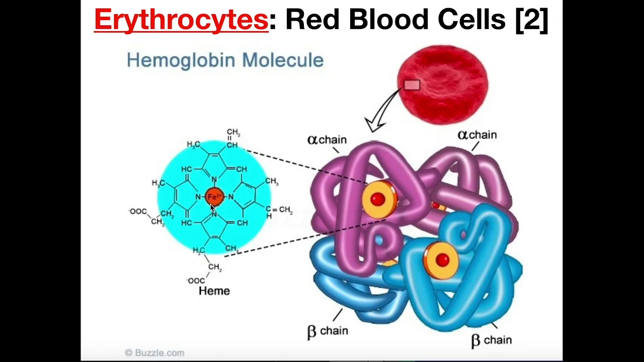 Structure and Function of Erythrocytes (RBCs)