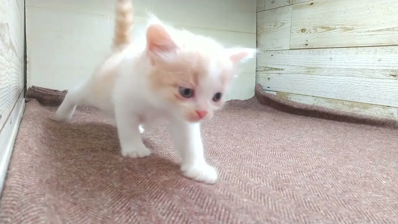動画