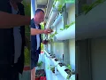 Download Lagu Simple horizontal pipe garden setup — not vertical this time! #plants #shorts