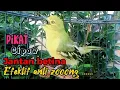 Download Lagu Suara Pikat burung sirtu,Cipow jantan betina anti zooong #sirtugacor #cipohgacor @srfchannel3881