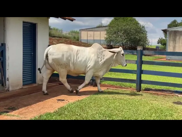 PACOTE 02 - 30 EMBRIÕES BRAHMAN BRAÚNAS