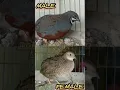 suara puyuh batu yang lagi birahi.