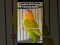 Download Lagu Lobebird Loyo segera Terpancing Ngekek #lovebirdngekekpanjang #lovebirds #lovebirdfighter