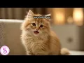 Download Lagu suara kucing lucu | Sofia Suara