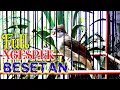 Download Lagu Kapas tembak gacor full besetan Kasar ngerol panjang ‼