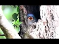 Download Lagu SUARA ANAKAN BURUNG RAMBATAN DIALAM LUAR/DIDALAM SARANG