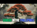 Download Lagu Bonsai in the Philippines: The Perfect Fusion of Nature and Art
