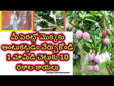 Download MP3 1 మామిడిచెట్టుకు10 రకాల కాయలు |mango grafting methods |how to grafting a mango tree| Pragati resorts