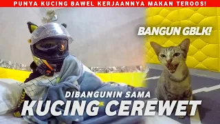 Download KALIAN PUNYA KUCING KAYAK GINI MUNCUL PAS LAPER DOANK!! MP3