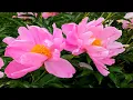 Download Lagu SERGEY GRISCHUK - ''TOGETHER FOREVER''. СЕРГІЙ ГРИЩУК - ''РАЗОМ НАЗАВЖДИ''