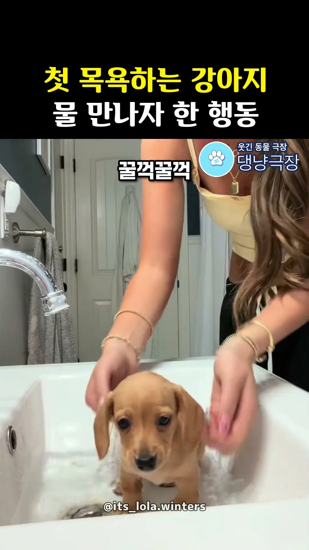첫 목욕하는 강아지 물 만나자 한 행동 ㅋㅋㅋㅋ