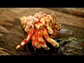 Hermit Crabs Amazing Facts Behaviors Secrets You Didn t Know