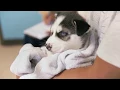 Services at Emancipet