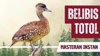 masteran belibis totol jeda 10 menit ampuh