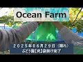 Download Lagu ぶどう園【弐】袋掛け前の処理です。袋掛け完了です