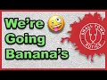 Super Banana Ball Pythons STX-21-14