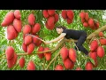 Download Lagu Harvesting Rare Red Mango \u0026 Making Colorful Sticky Rice For Village Market | Village Recipe!
