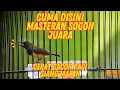 Download Lagu Satu-Satunya Masteran Sogok Ontong! Dijamin Bikin Burung Gila Tempur \u0026 Nembak Terus! #sogonjuara
