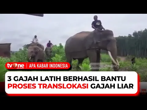 Evakuasi Gajah Liar, Kerap Merusak Kebun Kelapa Sawit