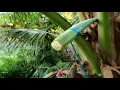 Download Lagu AIR TUAK | NIRA KELAPA | Coconut Sap - How it's Made
