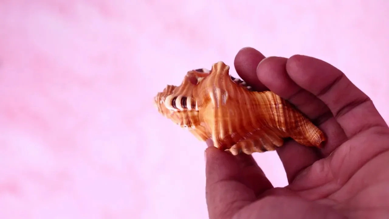 Ganesha Shankh for Obstacle Removal & New Beginnings