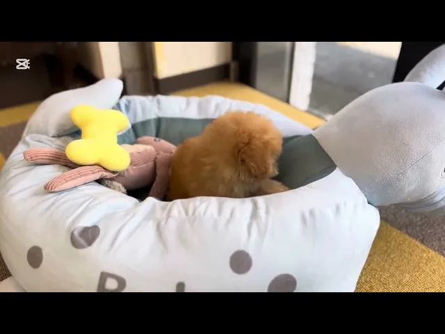 動画